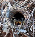 Earthen wolf spider in its hole awaits prey. Close up. Lycosidae, Hogna. Horror. Arachnidae Royalty Free Stock Photo
