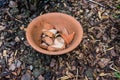 Earthenware flower pot with cracked pieces inside