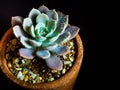 Succulent plant close-up Echeveria Orion in the earthen pot Royalty Free Stock Photo