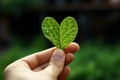 Earths love heart shaped Capsella leaf held, symbolizing love and environmentalism