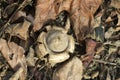 Earthstar, Geastrum fornicatum Royalty Free Stock Photo