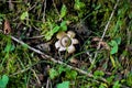 Earthstar Geastrum Triplex mushroom in forest underbrush.