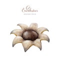 Earthstar mushroom illustration. Hand drawn Geastrum triplex forest wild fungus element. Earthstar beautiful unusual