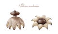 Earthstar mushroom illustration set. Hand drawn Geastrum triplex and Geastrum fornicatum forest wild fungus element