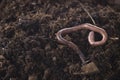 Earthworm Royalty Free Stock Photo