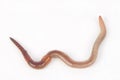 Earthworm Royalty Free Stock Photo