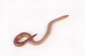 Earthworm Royalty Free Stock Photo