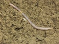 Earthworm Royalty Free Stock Photo