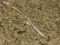 Earthworm Royalty Free Stock Photo