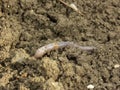 Earthworm Royalty Free Stock Photo