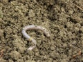 Earthworm Royalty Free Stock Photo