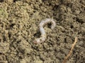 Earthworm Royalty Free Stock Photo