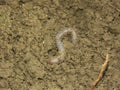 Earthworm Royalty Free Stock Photo