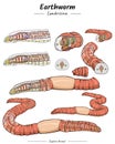 Earthworm Anatomy package Royalty Free Stock Photo