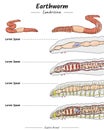 Earthworm Anatomy system template Royalty Free Stock Photo