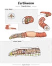 Earthworm Anatomy template Royalty Free Stock Photo