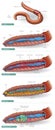 Earthworm-anatomy Royalty Free Stock Photo