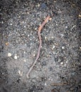 Earthworm on the asphalt road.