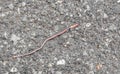 Earthworm on the asphalt road.