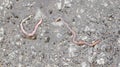 Earthworm on the asphalt road.