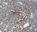 Earthworm on the asphalt road.