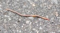 Earthworm on the asphalt road.