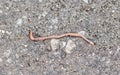 Earthworm on the asphalt road.