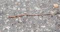 Earthworm on the asphalt road.