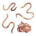 Earthworm. Bait for fishing. Curled wriggling pests. Worms. Watercolor illustration. Isolated white background.