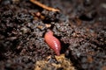 Earthworm burrowing into the wet soil Royalty Free Stock Photo