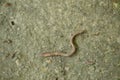 earthworm clawing on rough cement floor in garden