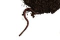Earthworm on clay isolate on white background Royalty Free Stock Photo