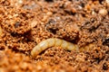 Earthworm in compost. Earthworm close-up. Worm in the compost pit. Royalty Free Stock Photo