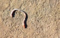 Earthworm on a concrete road after rain.