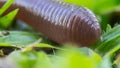 Earthworm Crawl Royalty Free Stock Photo