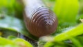 Earthworm Crawl Royalty Free Stock Photo