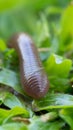 Earthworm Crawl Royalty Free Stock Photo