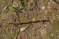 Earthworm crawling on the ground