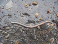 An earthworm crawls out on the road after the rain .