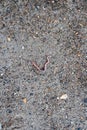 An earthworm crawls out on the road after the rain .