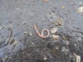 An earthworm crawls out on the road after the rain .