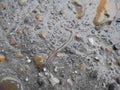 An earthworm crawls out on the road after the rain .