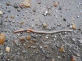 An earthworm crawls out on the road after the rain .