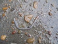 An earthworm crawls out on the road after the rain .