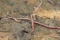 An earthworm crawls over and under the earth in the garden