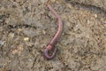 An earthworm crawls over and under the earth in the garden
