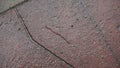 Earthworm crawls on red wet concrete slab after rain.