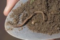 An earthworm crawls on a scoop of soil