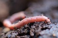 Earthworm in damp soil Royalty Free Stock Photo