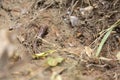 Earthworm Digging In Mud